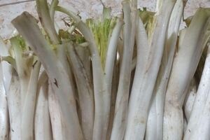 آشنایی با خواص کنگر و مضرات آن + طبع و شیوه مصرف
