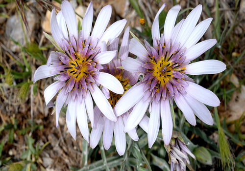 آشنایی با مهم ترین خواص شنگ برای سلامت + نحوه مصرف