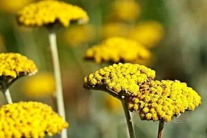 خواص عجیب و خطرناک عرق بومادران برای سلامت بدن 