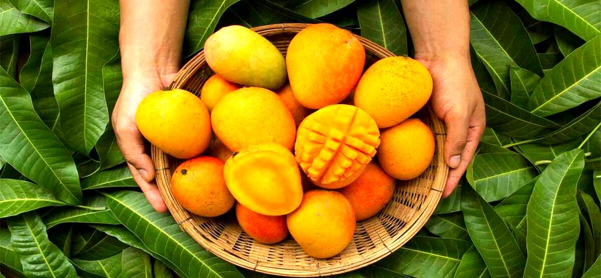 انبه برای پوست