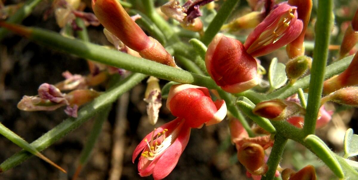 عرق خارشتر برای کلیه 