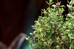 با دمنوش آویشن لاغر شو + روش استفاده 