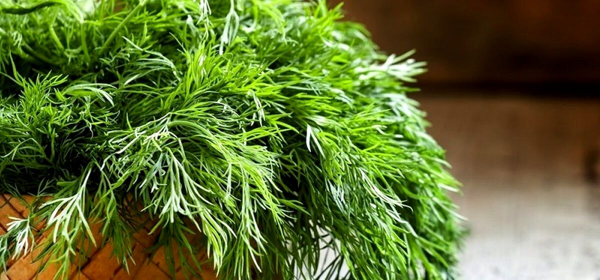 شوید برای تخمدان