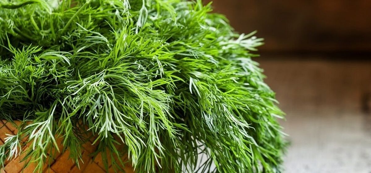 شوید برای تخمدان