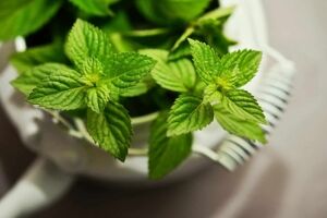 خواص درمانی عرق بادرنجبویه برای سلامت بدن + نحوه مصرف 