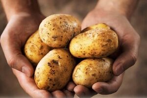 بهترین شرایط برای نگهداری از سیب زمینی خام