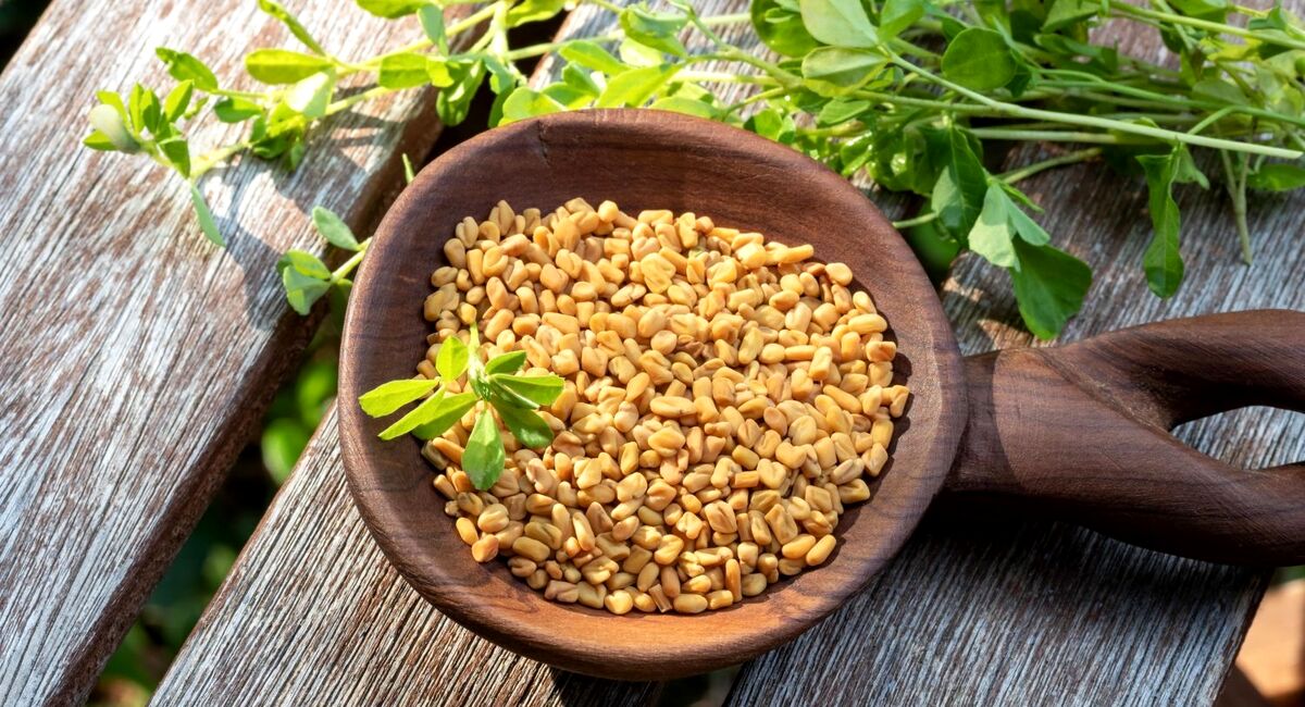 شنبلیله برای دیابت
