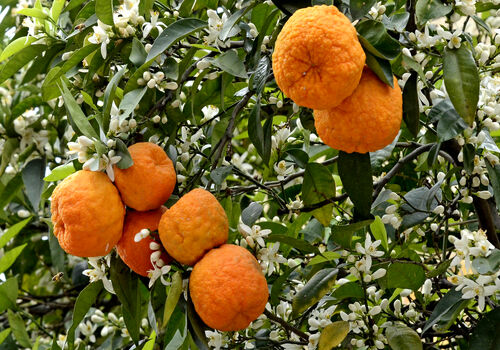 می دونستی بهار نارنج بهترین گیاه درمانی برای سردرده؟ + مضرات 