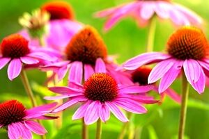خواص سرخارگل؛ گل زیبا با بی نهایت خواص درمانی 