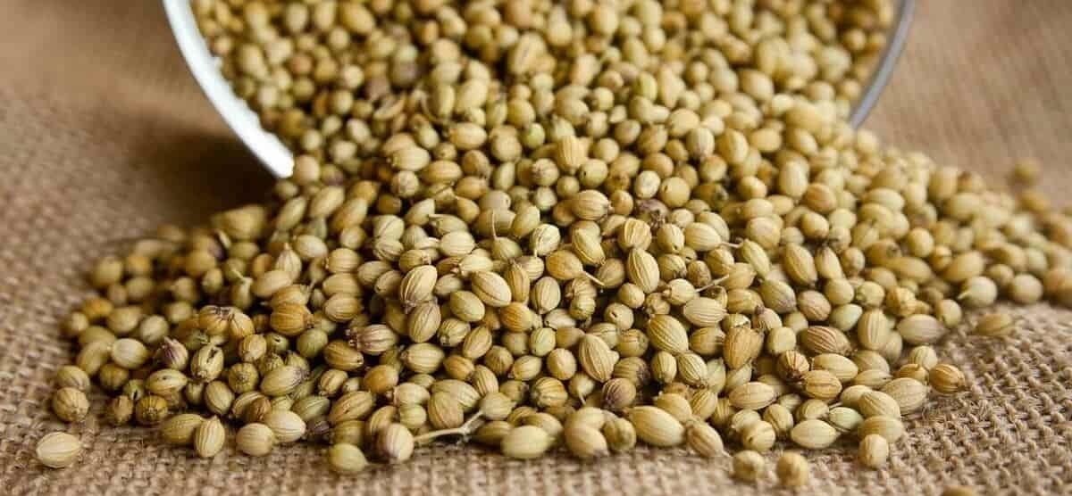 ۵ ویژگی مهم تخم گشنیز برای لاغری + طریقه مصرف 