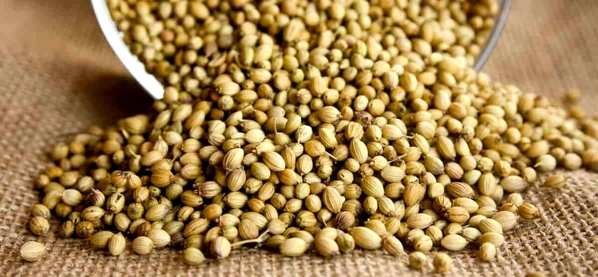 دمنوش تخم گشنیز