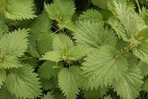 همه چیز درباره گزنه و خواص آن +طبع و شیوه مصرف 