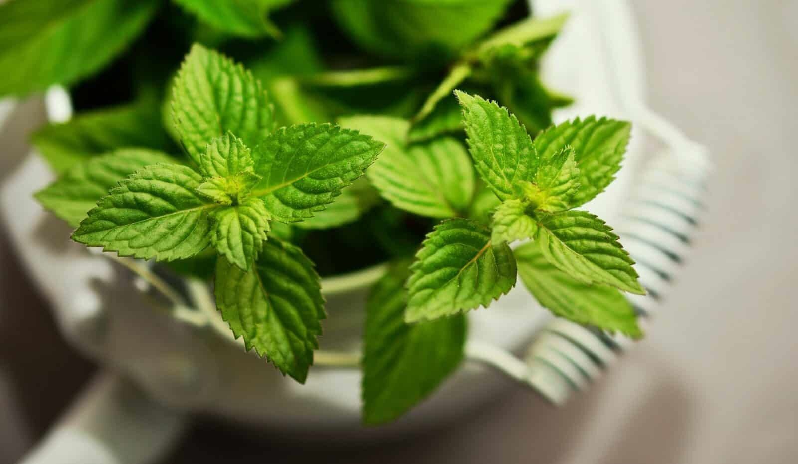 رفع مشکلات رحم با سبزی نعنا