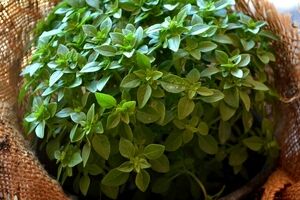 با خوردن ریحان خوش عطر؛ سلامت کلیه ات رو تا ابد تضمین کن
