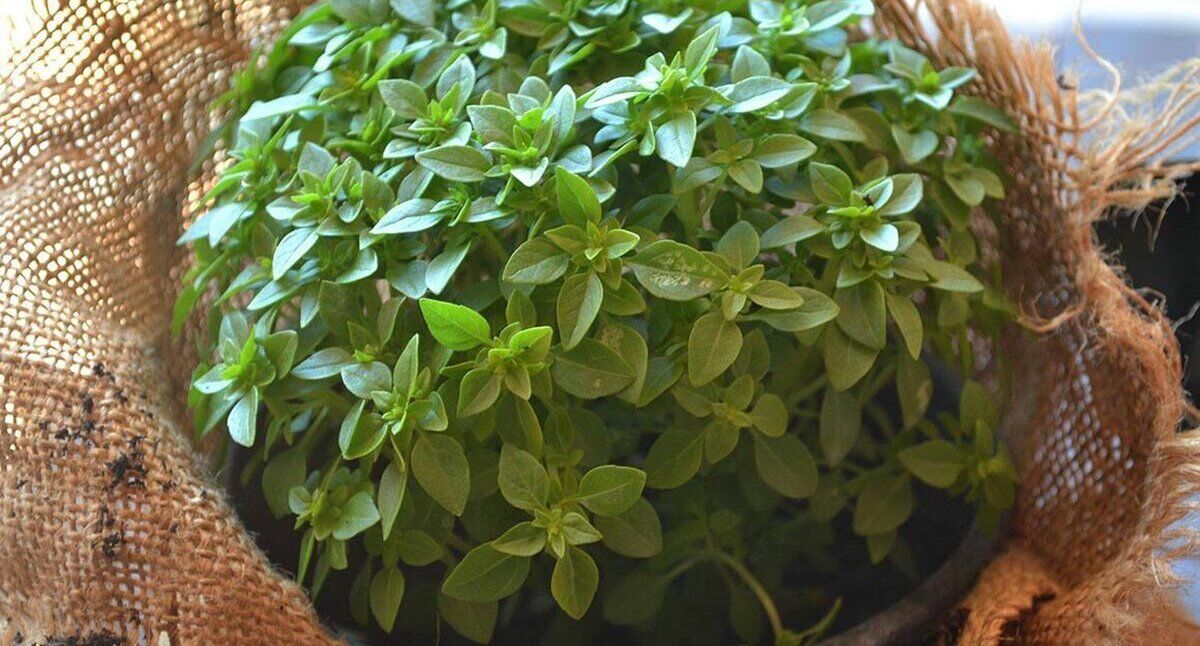 با خوردن ریحان خوش عطر؛ سلامت کلیه ات رو تا ابد تضمین کن