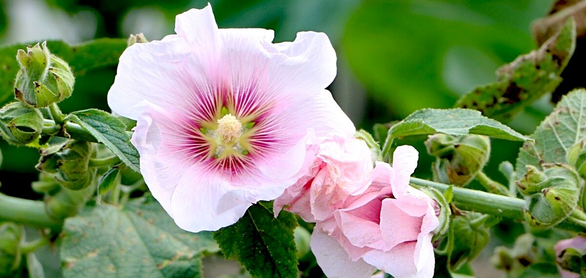 گل ختمی برای پوست
