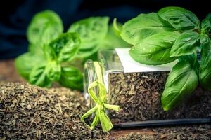 ریحان خشک شده چه خواصی دارد؟ + موارد مصرف ریحان خشک