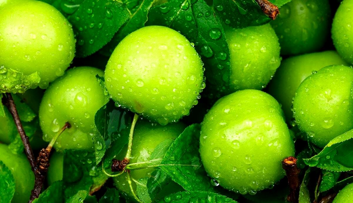 گوجه سبز