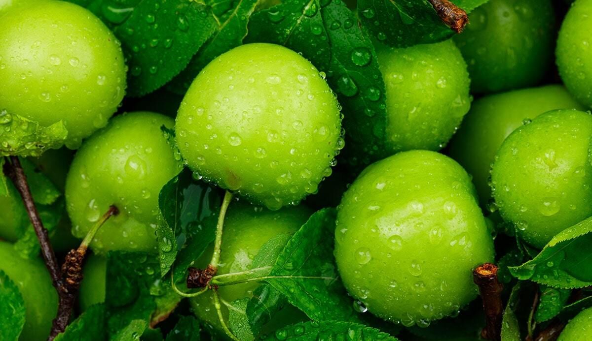 گوجه سبز