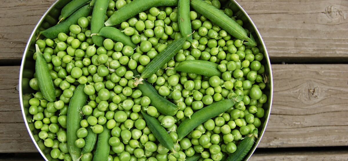 نخود فرنگی برای لاغری