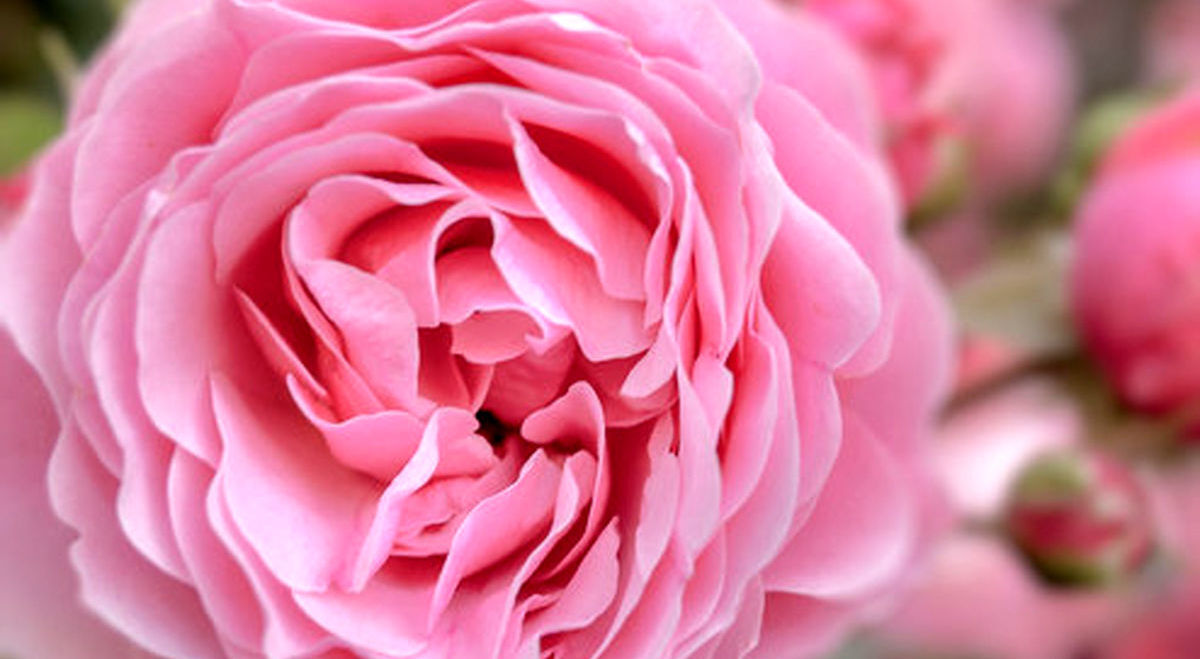 گلاب برای چشم
