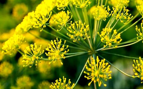 همه چیز درباره خواص گیاه دارویی اوشق در طب سنتی + طبع