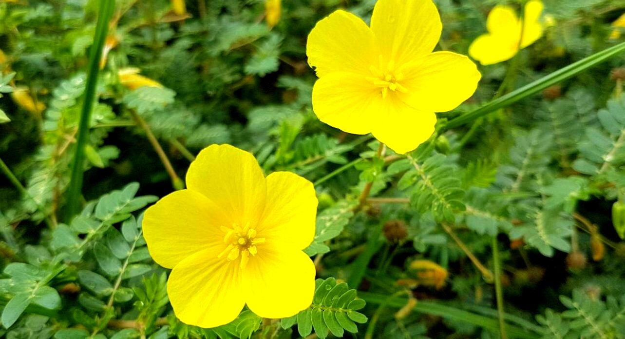 خواص عرق خارخاسک برای درمان بیماری های شایع 