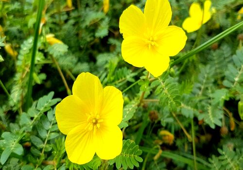 خواص عرق خارخاسک برای درمان بیماری های شایع 