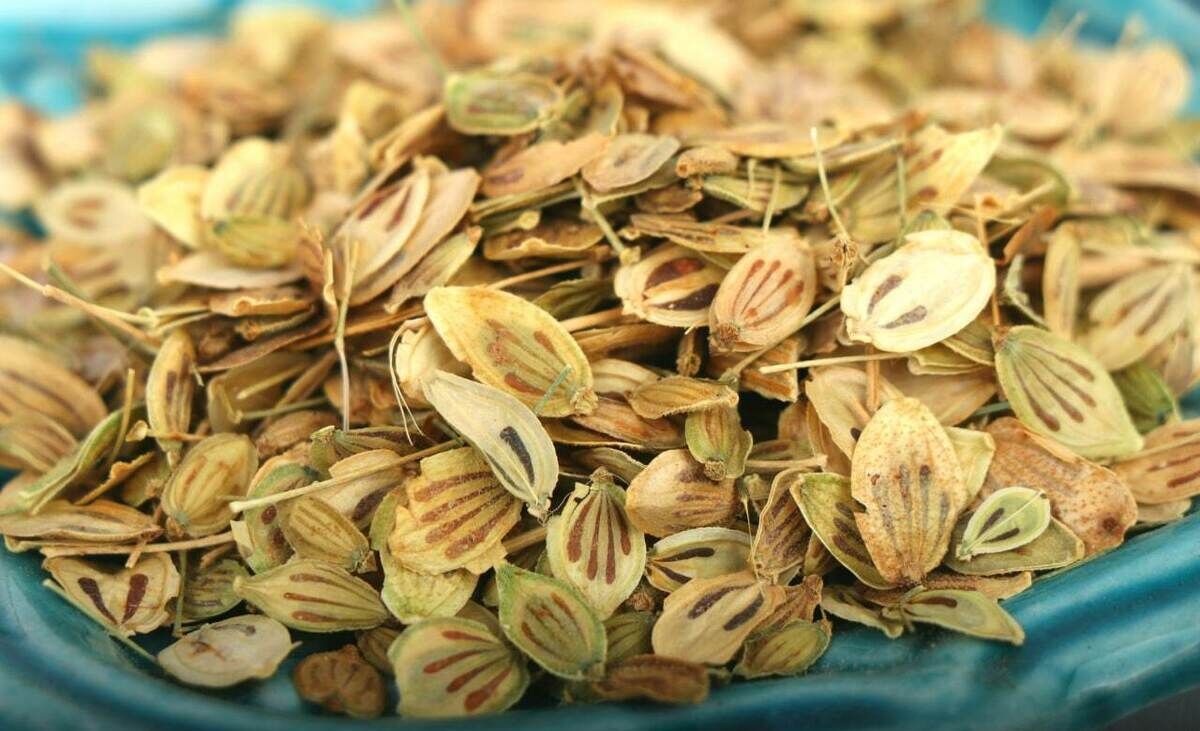 گلپر