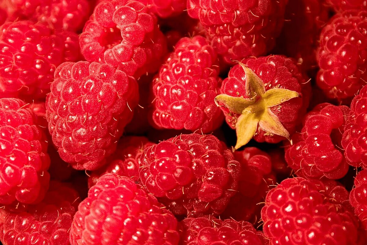 تمشک برای یبوست 