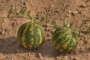 همه چیز درباره هندوانه ابوجهل؛ از خواص دارویی تا مضرات مصرف