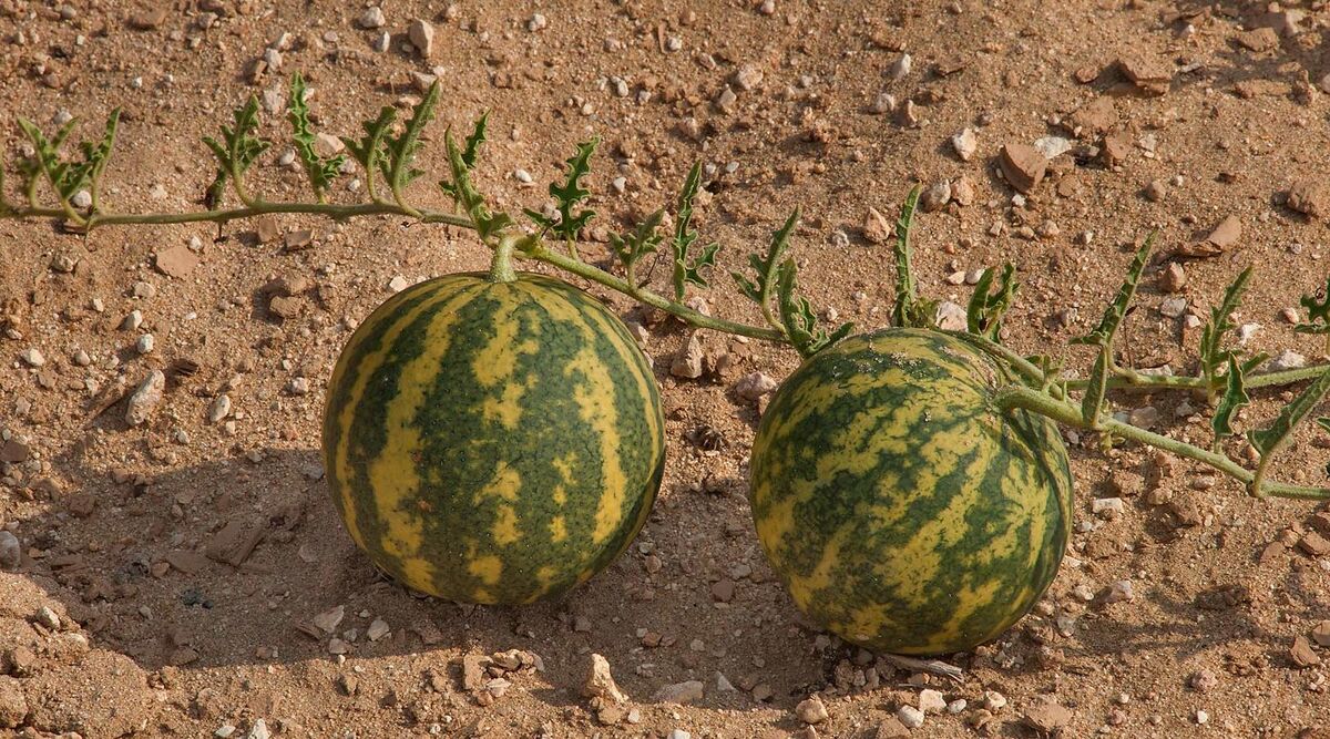 هندوانه ابوجهل