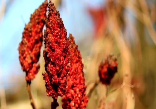 با استفاده این ادویه دیگه لازم نیست پول دندون پزشکی بدی 