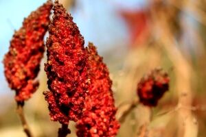 با استفاده این ادویه دیگه لازم نیست پول دندون پزشکی بدی 