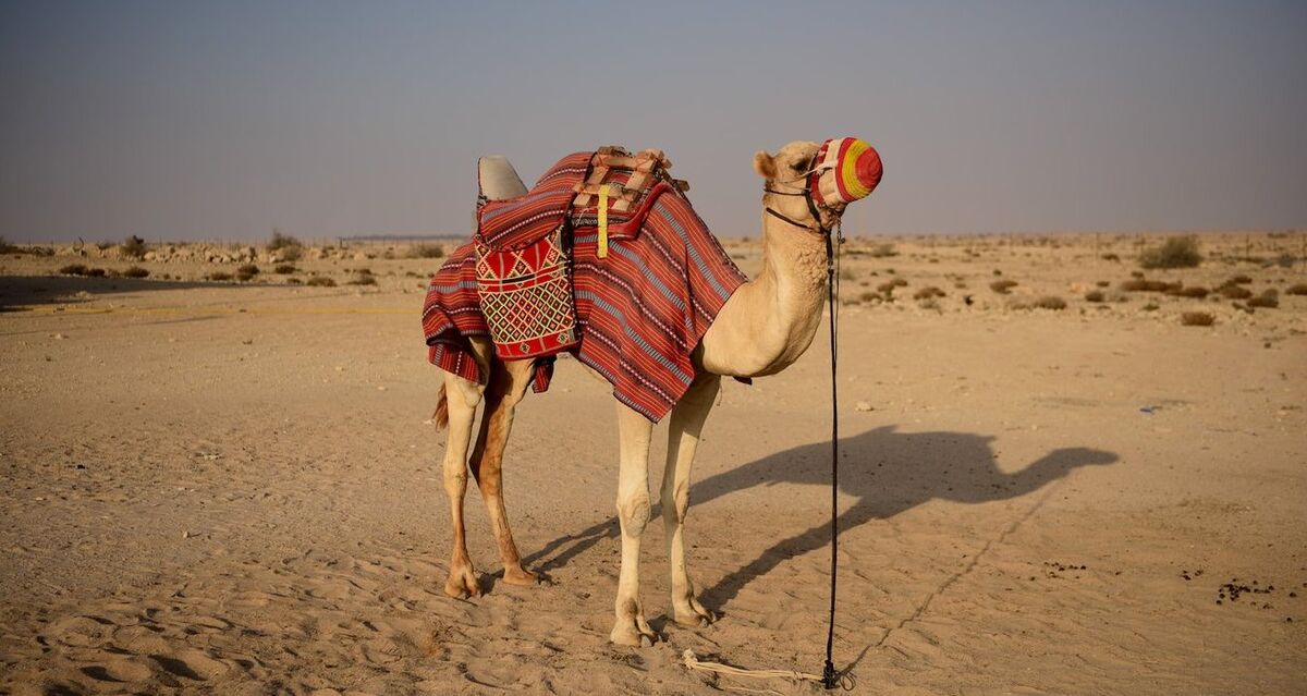 شیر شتر