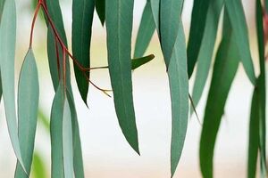 خواص بی نظیر اکالیپتوس + نحوه مصرف