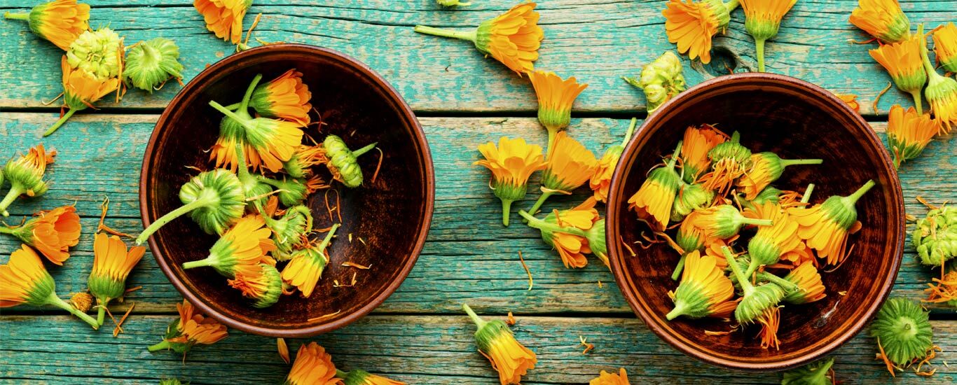 معرفی گل همیشه بهار و خواص آن + طبع و نحوه مصرف