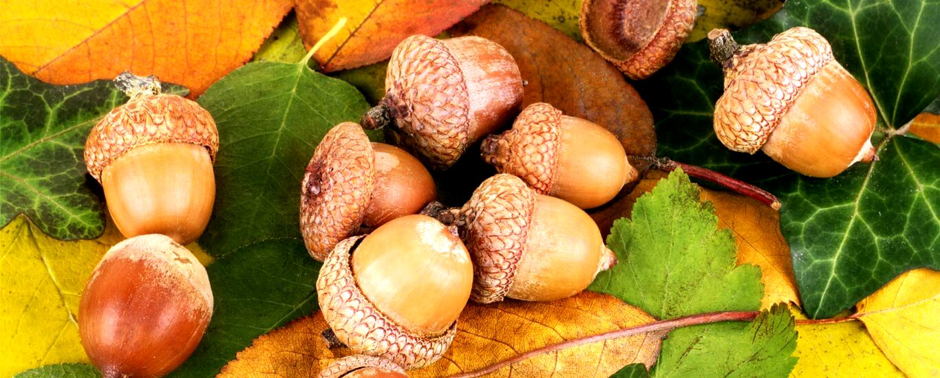 خواص بلوط در طب سنتی بر سلامت بدن 
