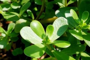 معرفی گیاه خرفه و خواص بینظیر آن + طبع خرفه و ارزش غذایی آن