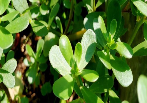 معرفی گیاه خرفه و خواص بینظیر آن + طبع خرفه و ارزش غذایی آن