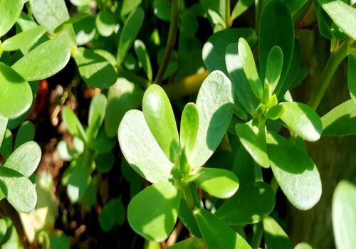 معرفی گیاه خرفه و خواص بینظیر آن + طبع خرفه و ارزش غذایی آن