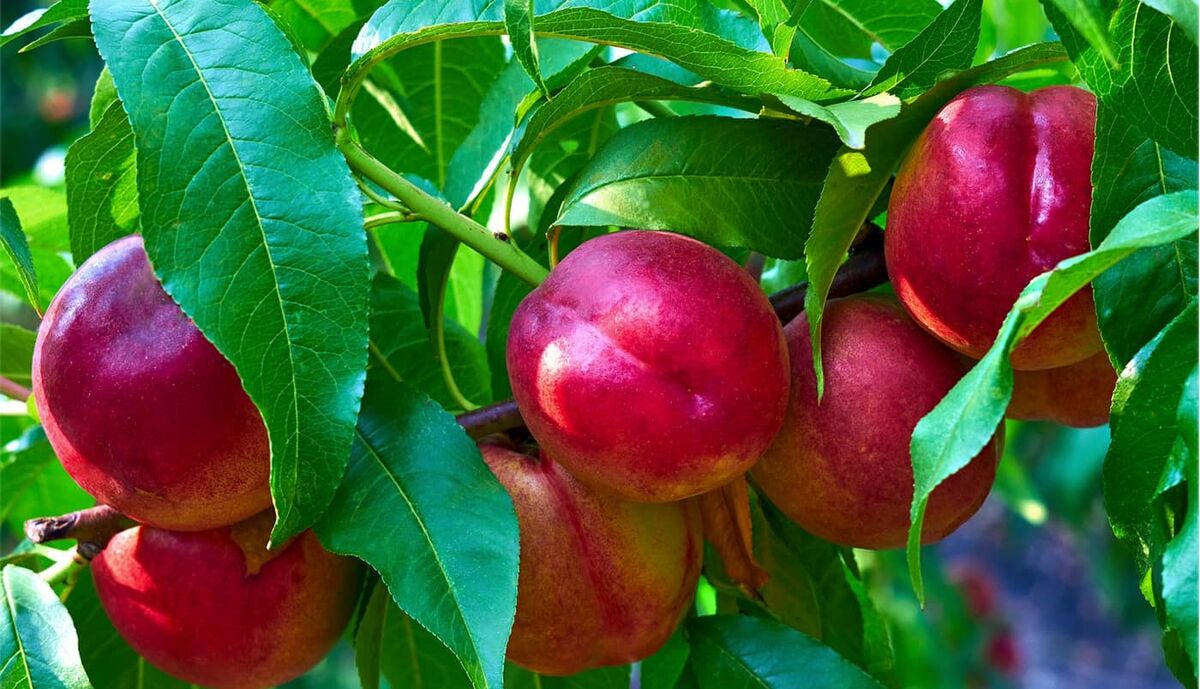 شلیل برای سیستم ایمنی بدن