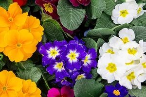 خواص گیاه بنفشه از نظر طب سنتی | طبع و نحوه مصرف گل بنفشه