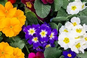 خواص گیاه بنفشه از نظر طب سنتی | طبع و نحوه مصرف گل بنفشه
