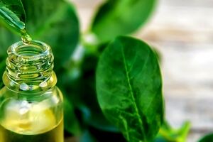درمان جوش صورت با روغن درخت چای