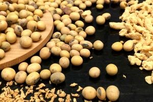 آشنایی با خواص سویا برای سلامت بدن + عوارض مصرف 