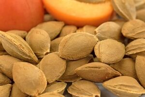 خواص درمانی هسته زردآلو در طب سنتی + مضرات