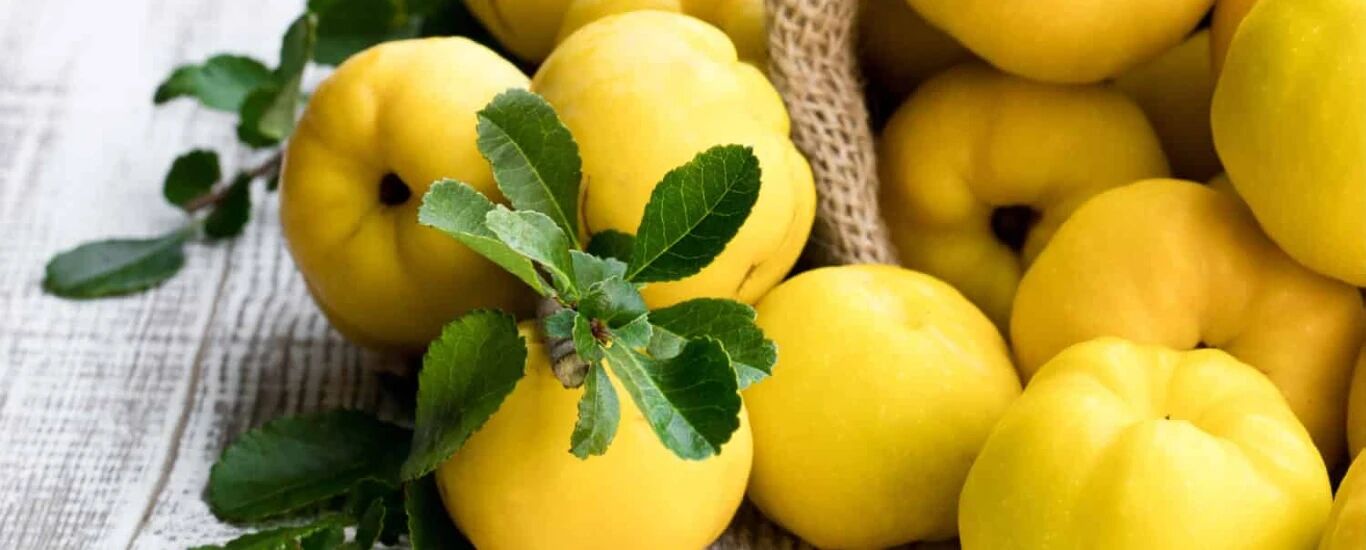 فواید بی نظیر به دانه
