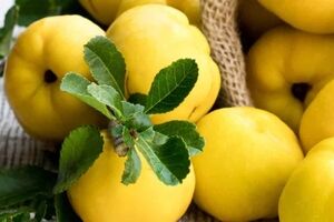 فواید بی نظیر به دانه