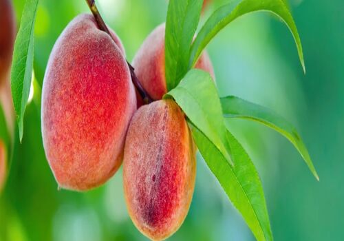 خواص بی نظیر روغن هسته هلو برای پوست، مو و سلامت بدن + طرز تهیه
